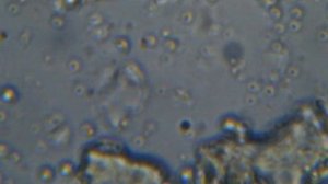 вода из под крана