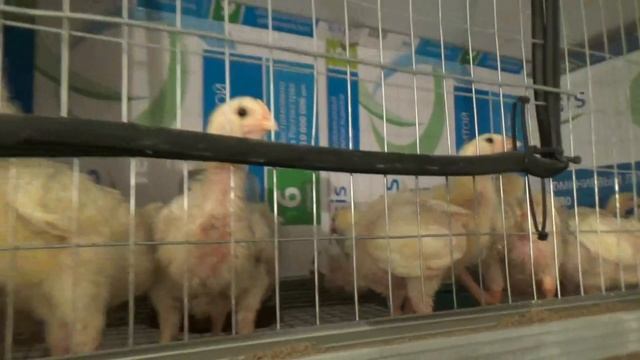 Перепелки несут ТРЕСНУТЫЕ яйца! Не хватает кальция? Что делать? смотреть онлайн