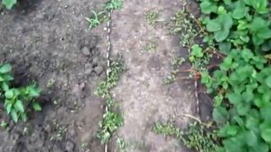 ОГУРЦЫ  летний посев поздних сортов для засолки