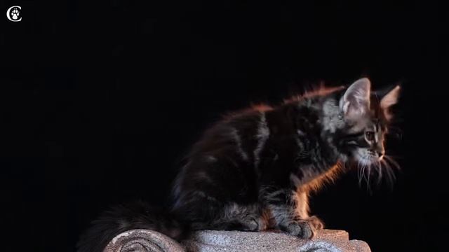 Видео котенка мейн кун черный мрамор Winnie в 2 месяца www.coonplanet.ru