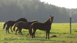 Эквихелп - общество помощи лошадям