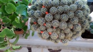 Mammillaria Cactus (Prolifera) Kaktüs kırmızı meyvesi (Mammillaria Prolifera)