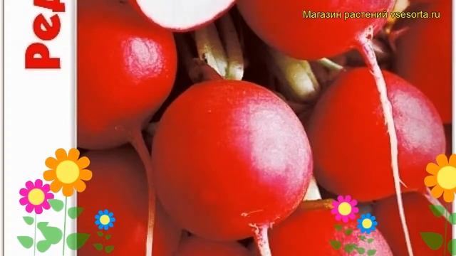 Редис Алекс F1. Краткий обзор, описание характеристик, где купить семена raphanus sativus Aleks F1 смотреть онлайн