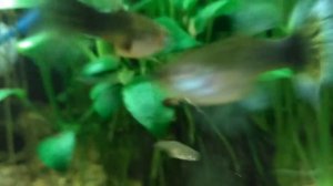 Скрещивание Меченосца)