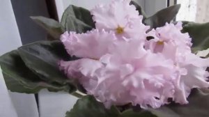 ЦВЕТУЩИЕ ФИАЛКИ НА ОКНЕ!! ОБЗОР ФИАЛОК!!