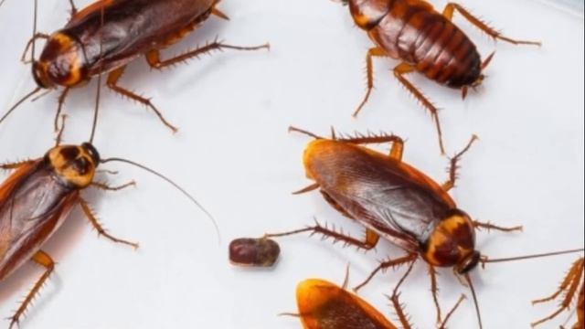 УВИДЕННОЕ ШОКИРОВАЛО! ВОТ КАК ВЫГЛЯДИТ ТАРАКАН ПОД МИКРОСКОПОМ смотреть онлайн