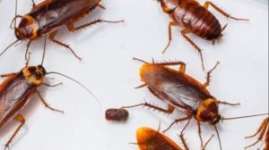 УВИДЕННОЕ ШОКИРОВАЛО! ВОТ КАК ВЫГЛЯДИТ ТАРАКАН ПОД МИКРОСКОПОМ