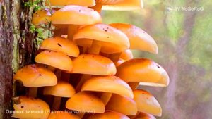 Опенок зимний (Flammulina velutipes)