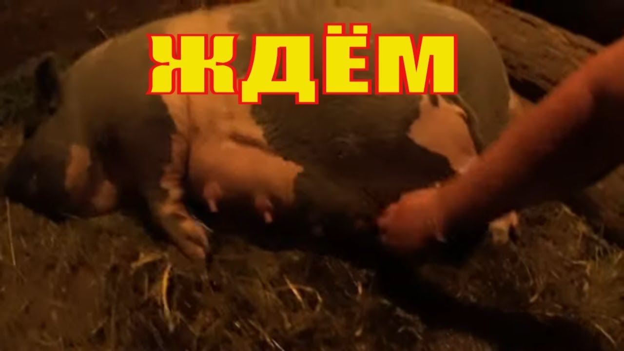 Ждем нашествия свиней / Деревенская жизнь Зауральского подворья