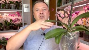 орхидеи НЕ ПОГИБНУТ // листья орхидеи пошли в рост после ЭТОЙ процедуры