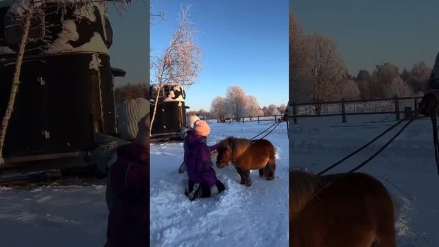 Мой жеребец, Лучик (он же Дофамин). Зима. Тренировочки. #minihorse #amha #horse #лошадь