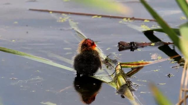 Лысухи кормят птенцов. Fulica atra. Птицы Беларуси. смотреть онлайн