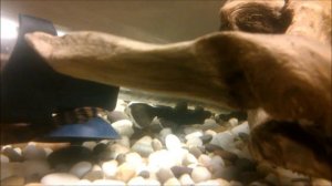 приготовление коряги в аквариум часть 2.mp4