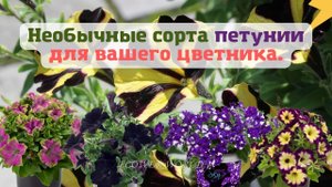 Эти необычные сорта петунии для вашего цветника.?