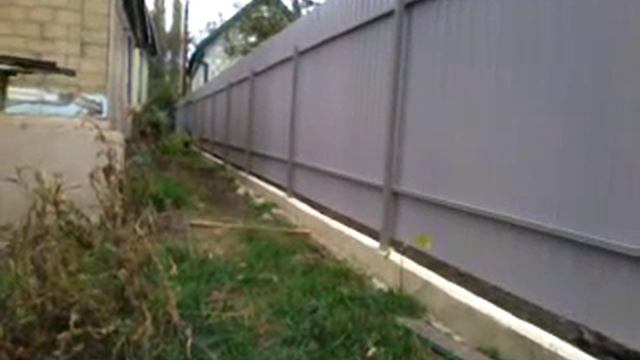 немецкая овчарка Джесси