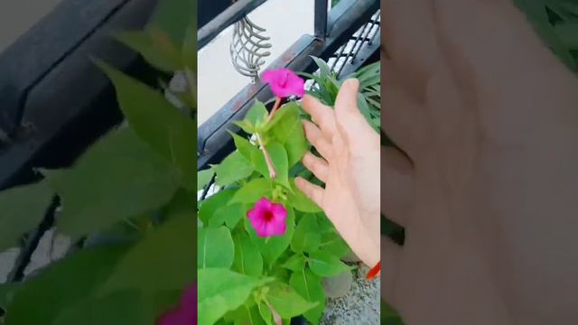 mirabilis jalapa plant ki flowering