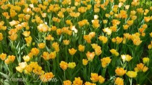 Тюльпаны... поет Алла Боянова