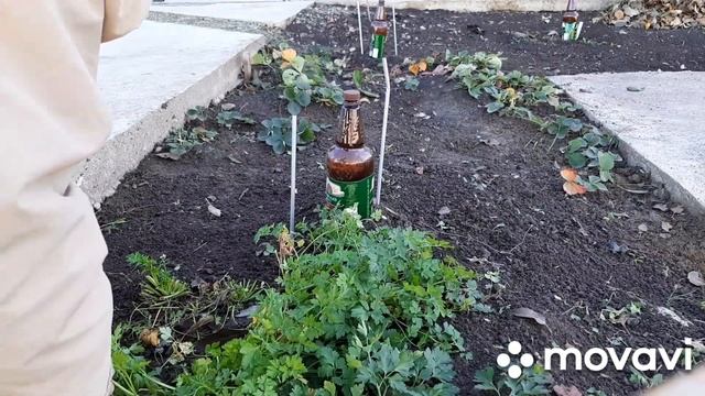 Церковь. Ремонт отмостки. Укрыли чеснок. Петрушка. смотреть онлайн