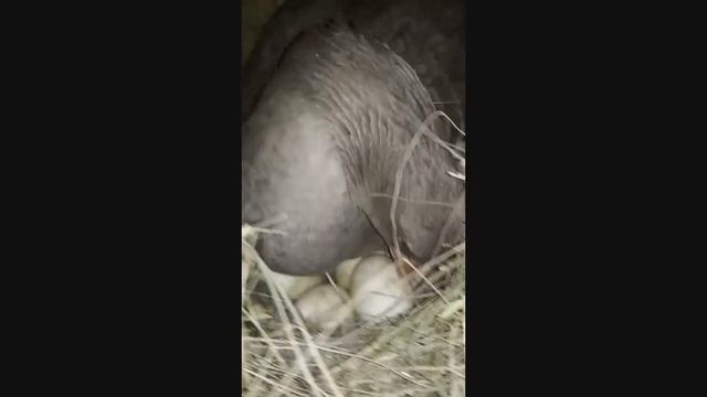 Гусыне яйца подкладываем высиживать смотреть онлайн