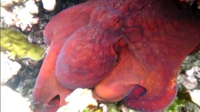 Из жизни южных осьминогов ... смотреть онлайн