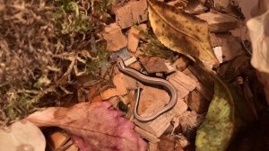 Кормление детёныша веретеницы червём