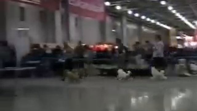 Россия 2011 пудели тои.wmv смотреть онлайн