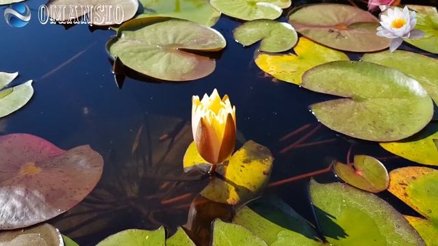 #Белые #лилии* смотреть онлайн