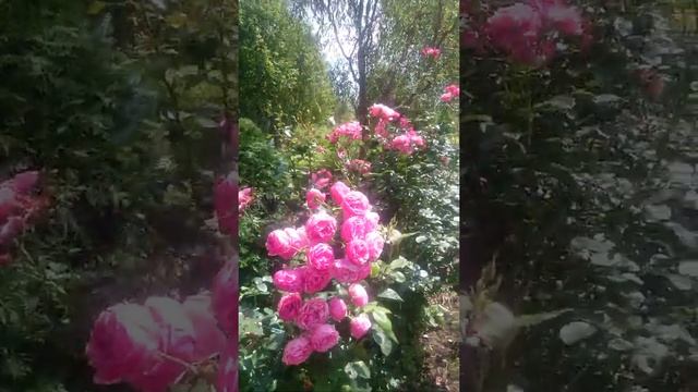 Многолетние цветы и декоративные деревья в частном саду