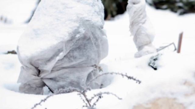 Сходила в огород . Когда открывать розы после зимы. смотреть онлайн