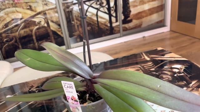 Внеплановое видео! Так бывает только когда новинки… ? #орхидеи #новинка смотреть онлайн