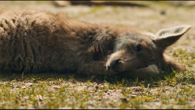 На вас напали дикие животные! Бежать? Остаться на месте? Сейчас разберёмся! смотреть онлайн