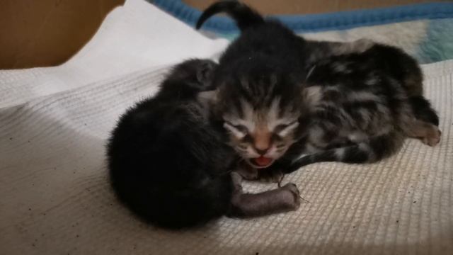 Котятам от рождения 4- й день, мило спят смотреть онлайн