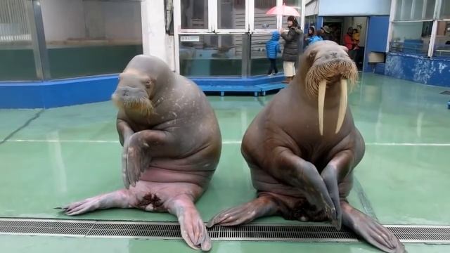 МОРЖИ ТАНЦУЮТ под песню Pen Pineapple Apple Pen(PPAP) смотреть онлайн