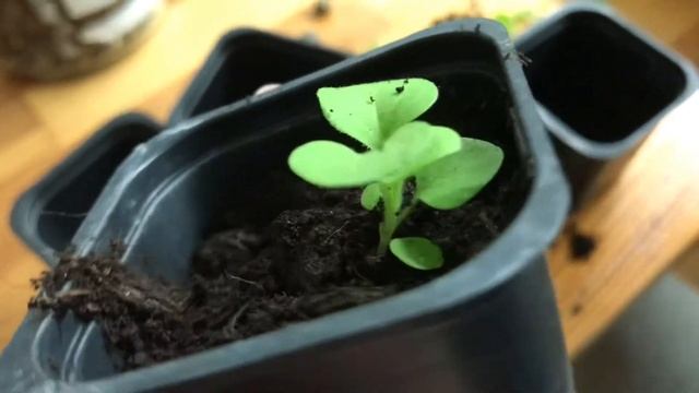 Time to transplant my petunia seedlings - growing petunias from seeds смотреть онлайн