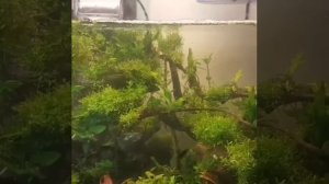 Гуппи северное сияние