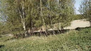 Обзор растительности 09 05 2023_1080