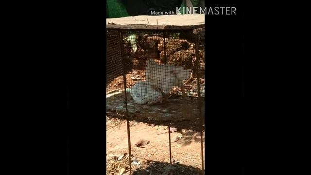 Прогулка по Северному Гоа. Район пляжа Анджуна. Достопримечательности Гоа. Индия.