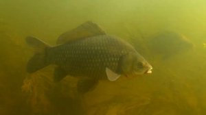 Вопросы ихтиологу. Какие условия нужны для размножения карпа и другие вопросы.