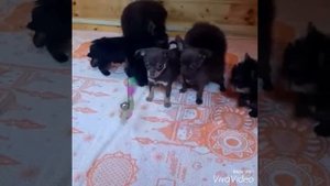 Щенки Авито