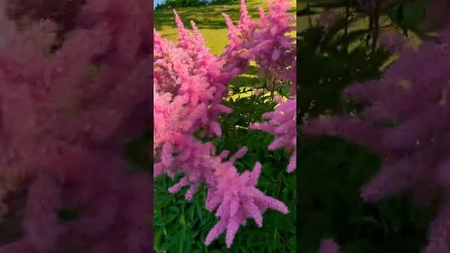 Astilbe Chinensis  #Flower #astilbechinensis  #Summer22