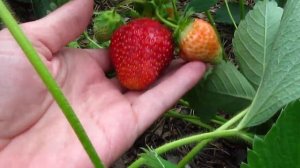 Клубника сорт Флер (Flair) 2019г. Верхозин Юрий