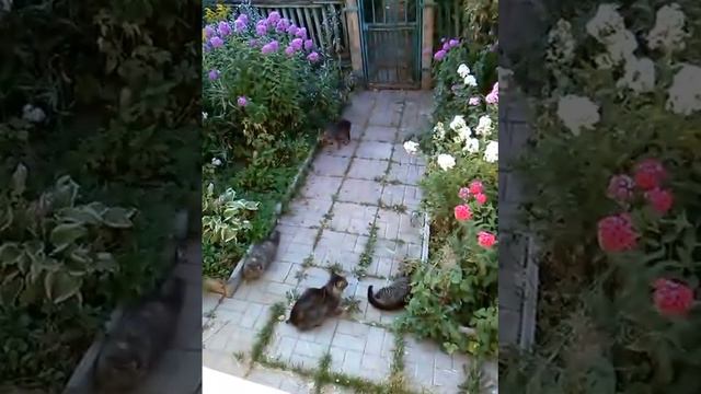 Как коты территорию не поделили смотреть онлайн