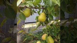 Груша Дюшес и Талгарская красавица