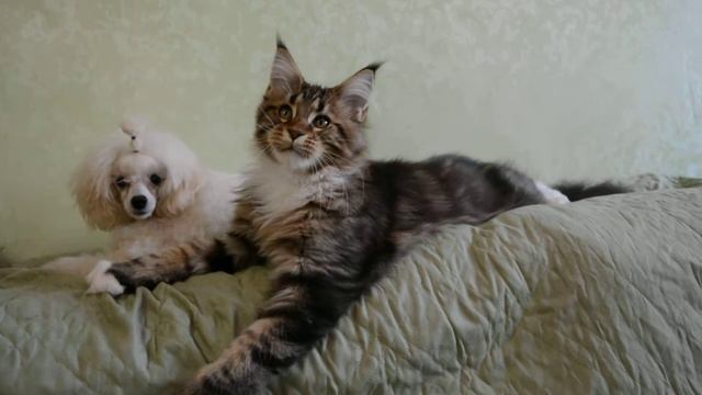 котенок мейн кун и той пудель смотреть онлайн