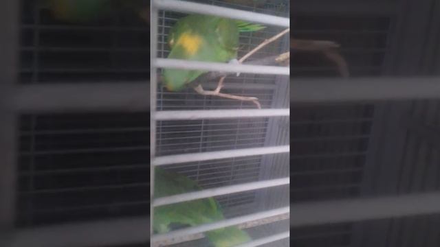 Пара желтошейных амазонов смотреть онлайн