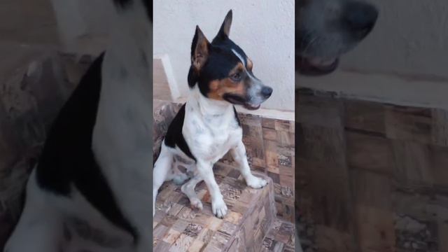 #lupy #dog #bob #yyy #fy #fypシ゚viral 😊 смотреть онлайн