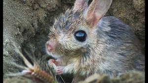 Малый тушканчик (Allactaga elater) - Small Five-toed Jerboa