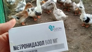 ГИСТОМОНОЗ//Как давать птице метронидозол