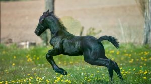 С днём рождения, Лиза!Очень красивое и доброе поздравление!