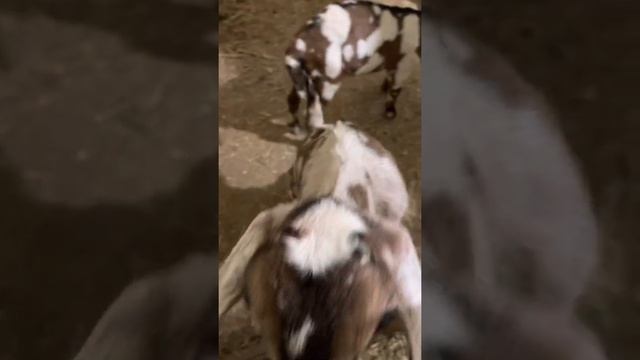 Как убирать рожки у козлят